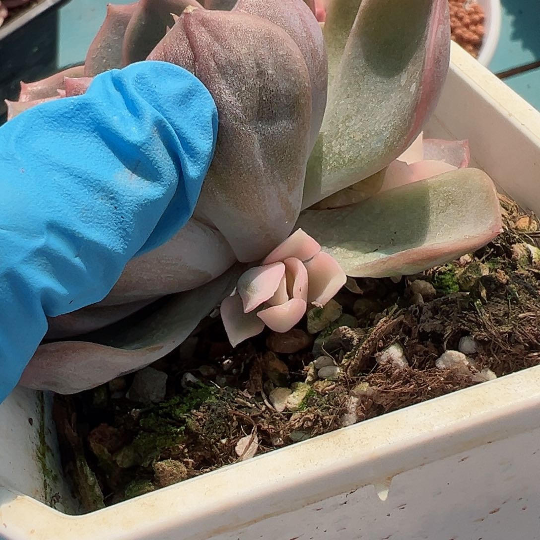 斯特拉锦白锦，覆轮锦