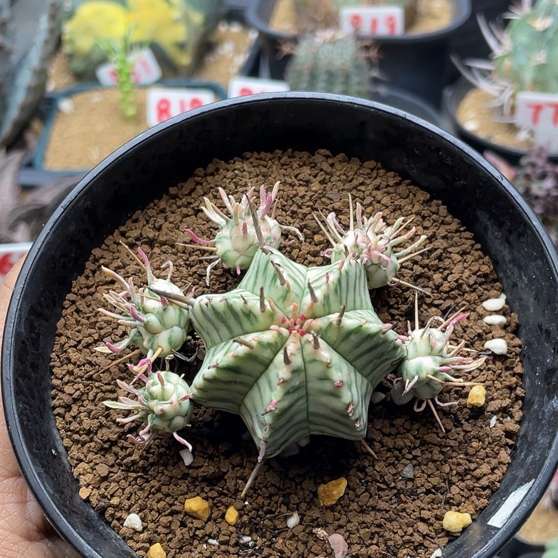 斑马锦大戟 带盆土包邮