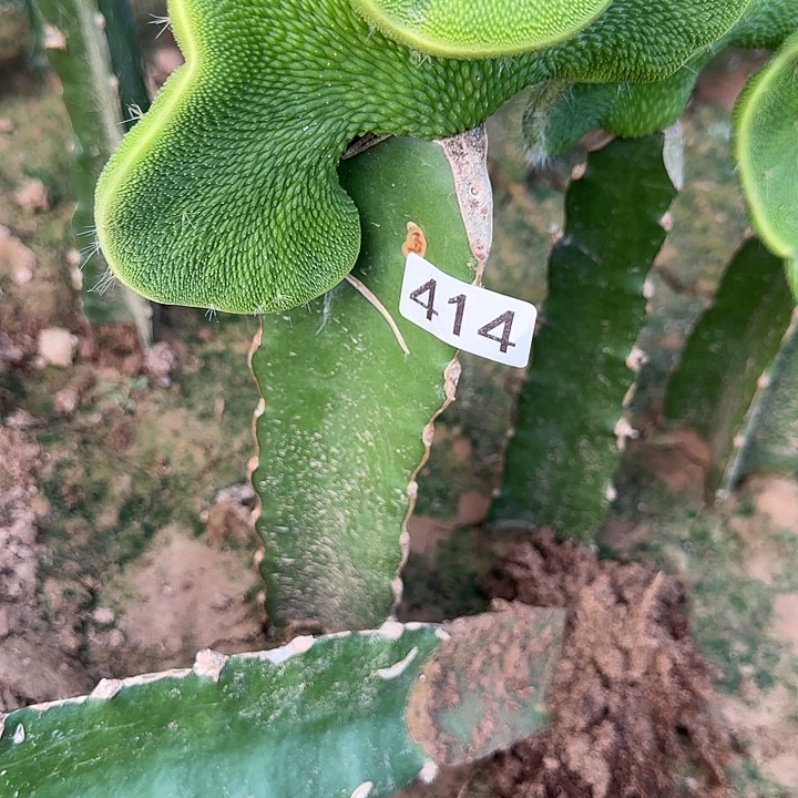 花****无花朵嫁接青蛇两颗414.415