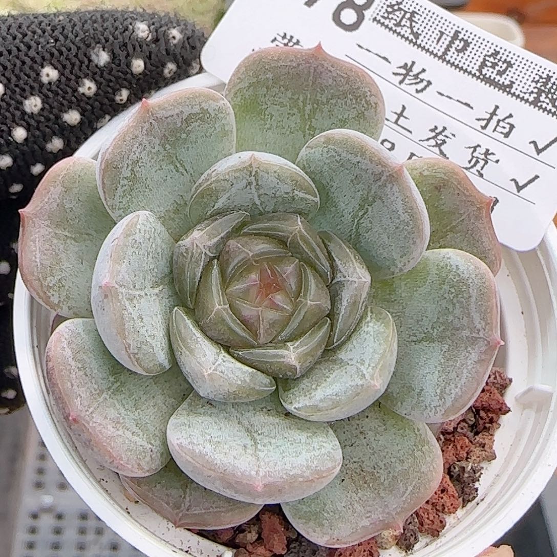 多肉0831-178白恋