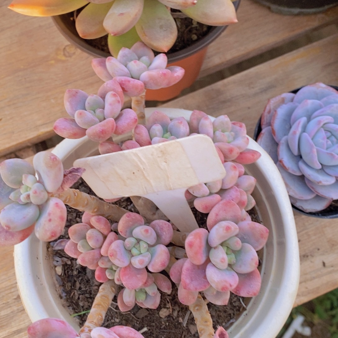 精品多肉，一物一拍，看准下单