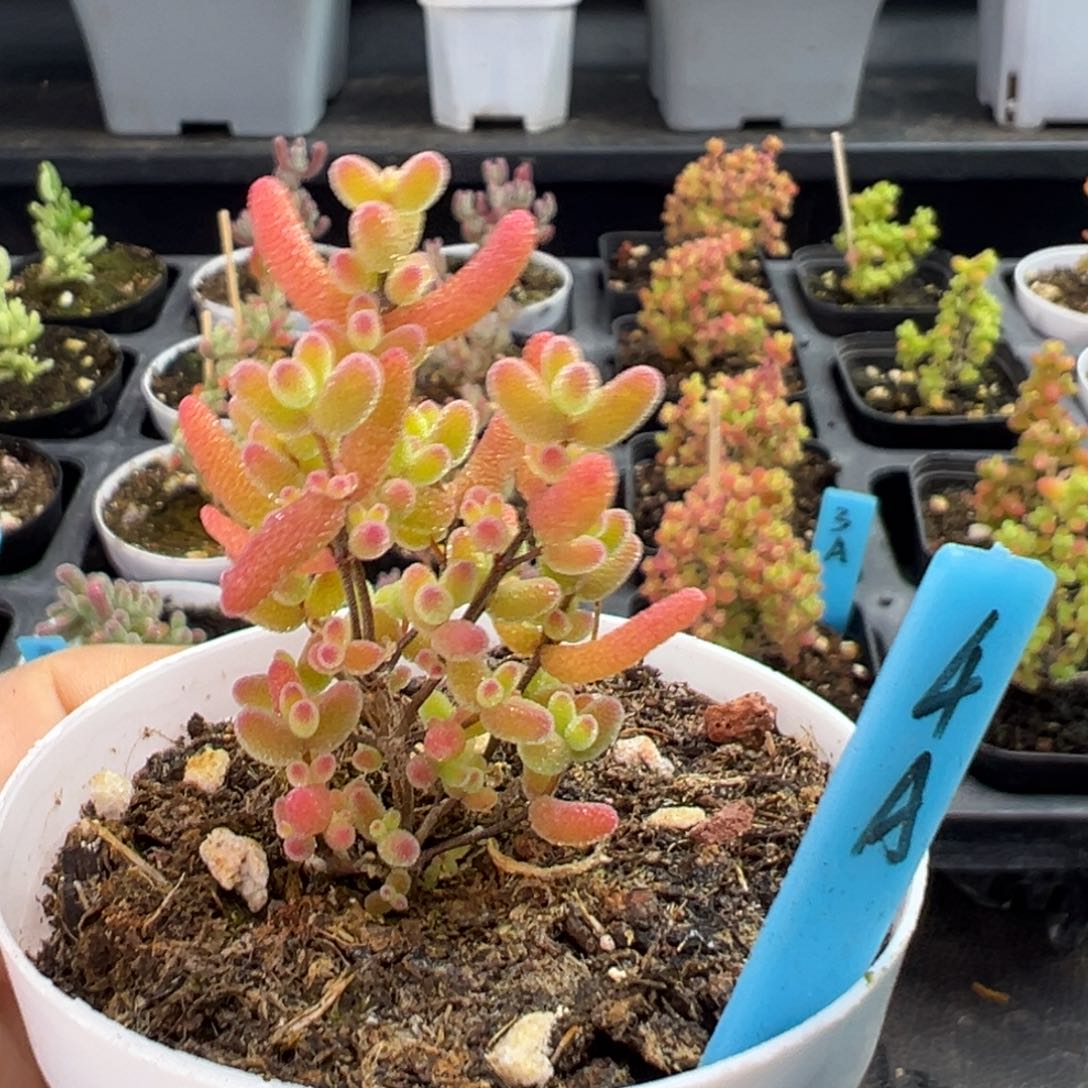 蜜橘糖球小树4号