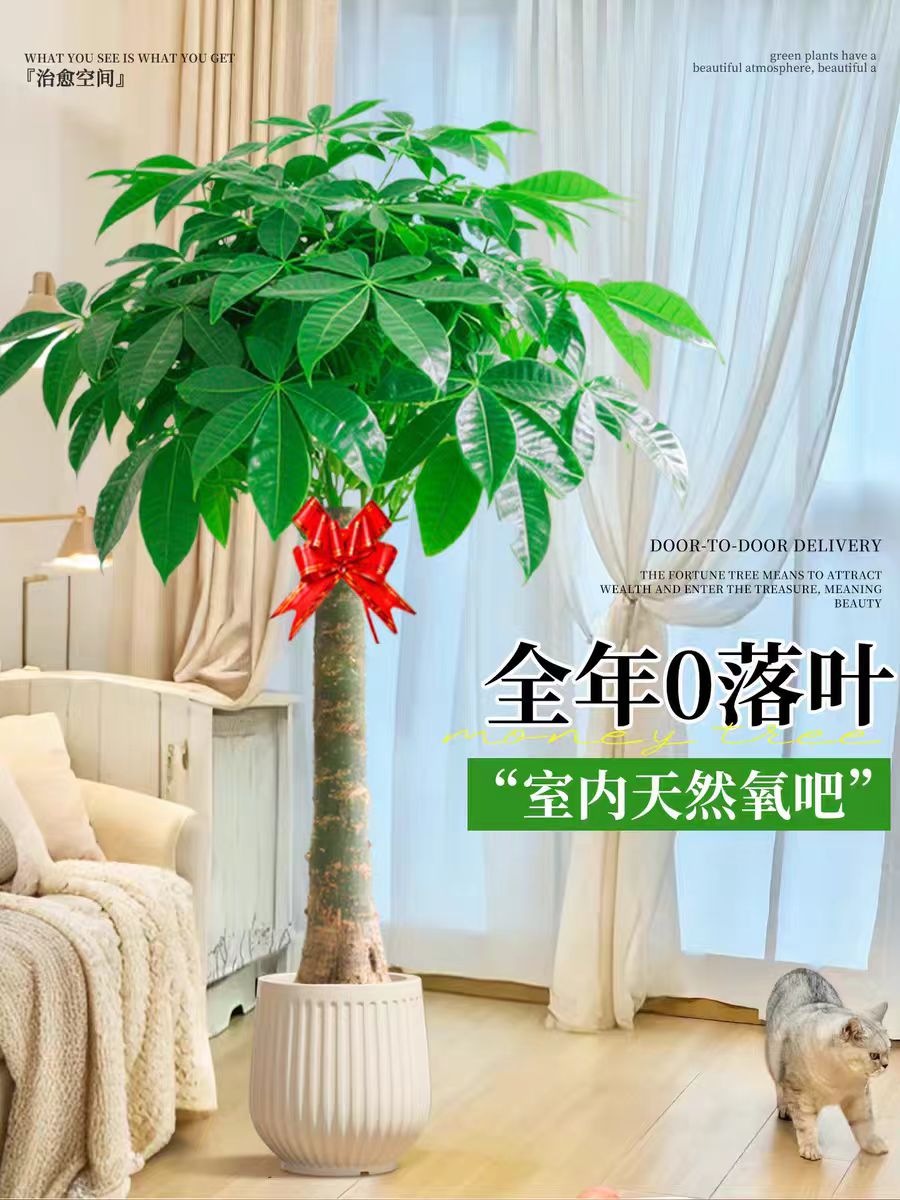 1.6-1.8米发财树盆栽大棵室内大型旺宅招财树绿植办公室乔迁开业