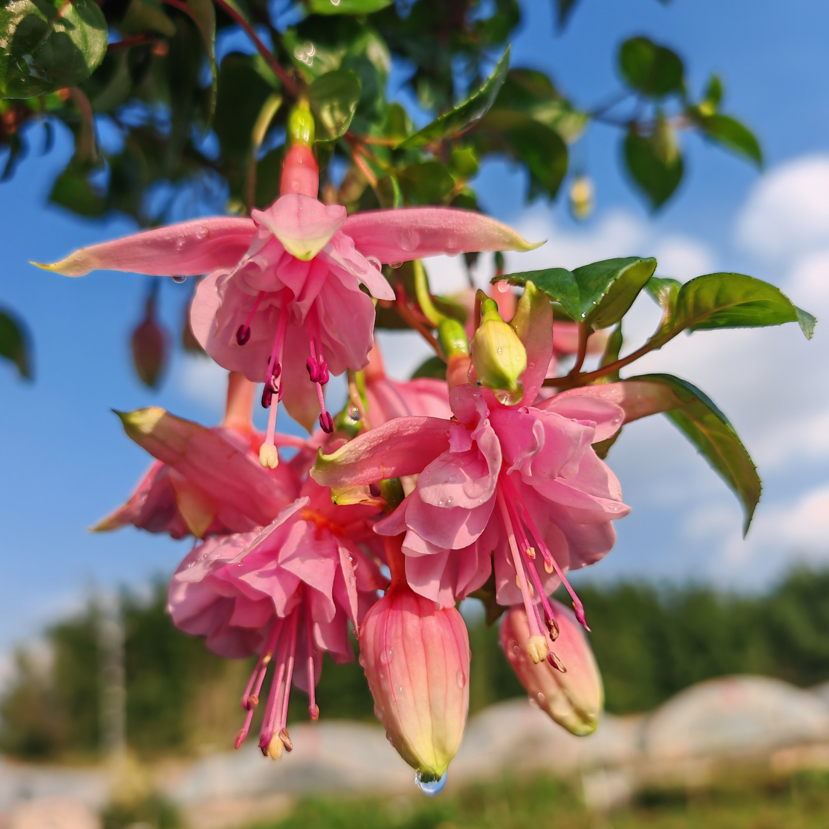 云花基地【1加仑粉玫瑰老桩棒棒糖】带花苞灯笼花倒挂金钟基地直发