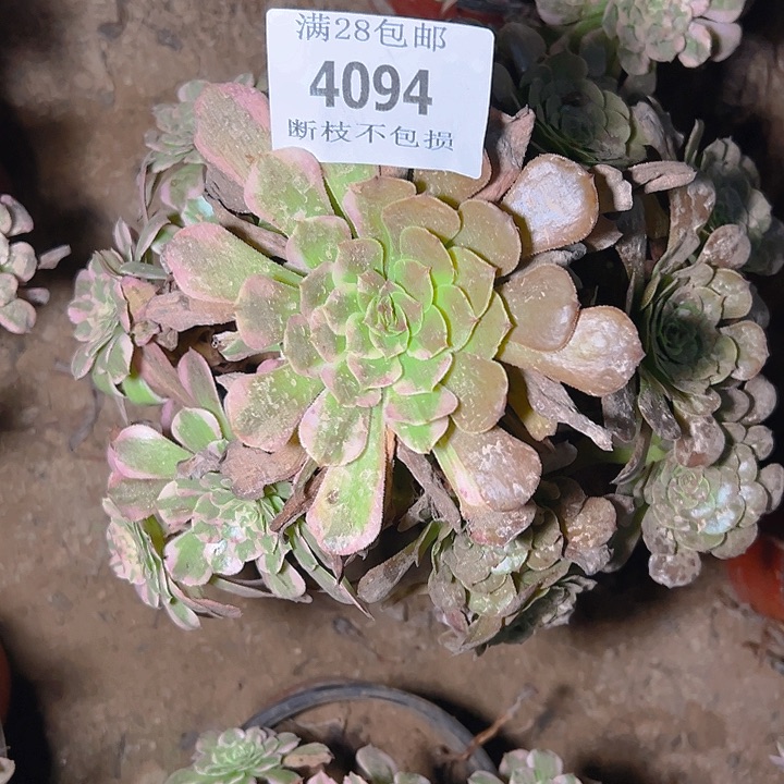李***活4094霁月多肉植物