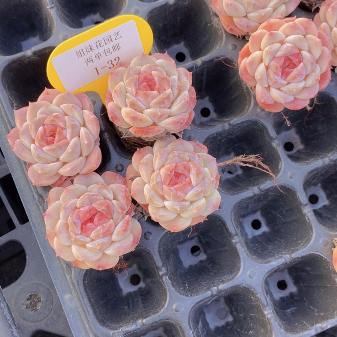 1-32-樱花冰魄单头四个