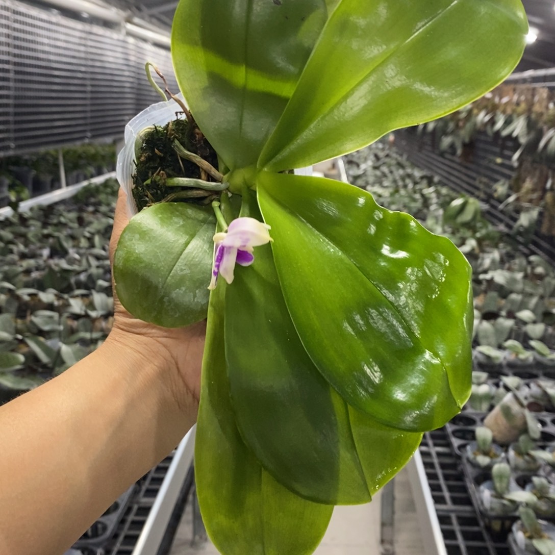 当前无花栽培后可以开花