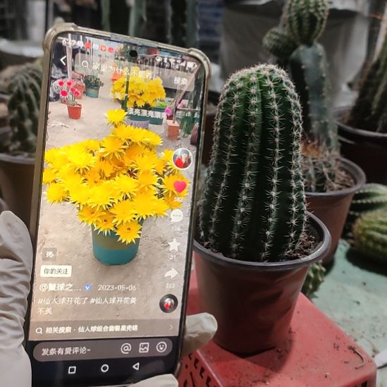 仙人球金刚秋意带根带盆