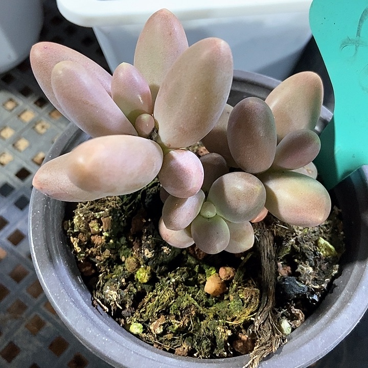 多肉植物糖果807