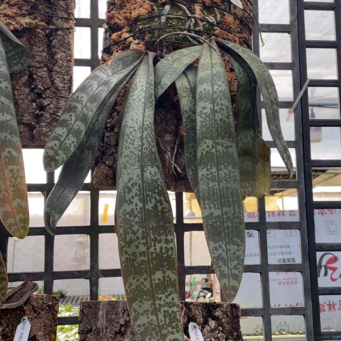 当前无花栽培后可以开花