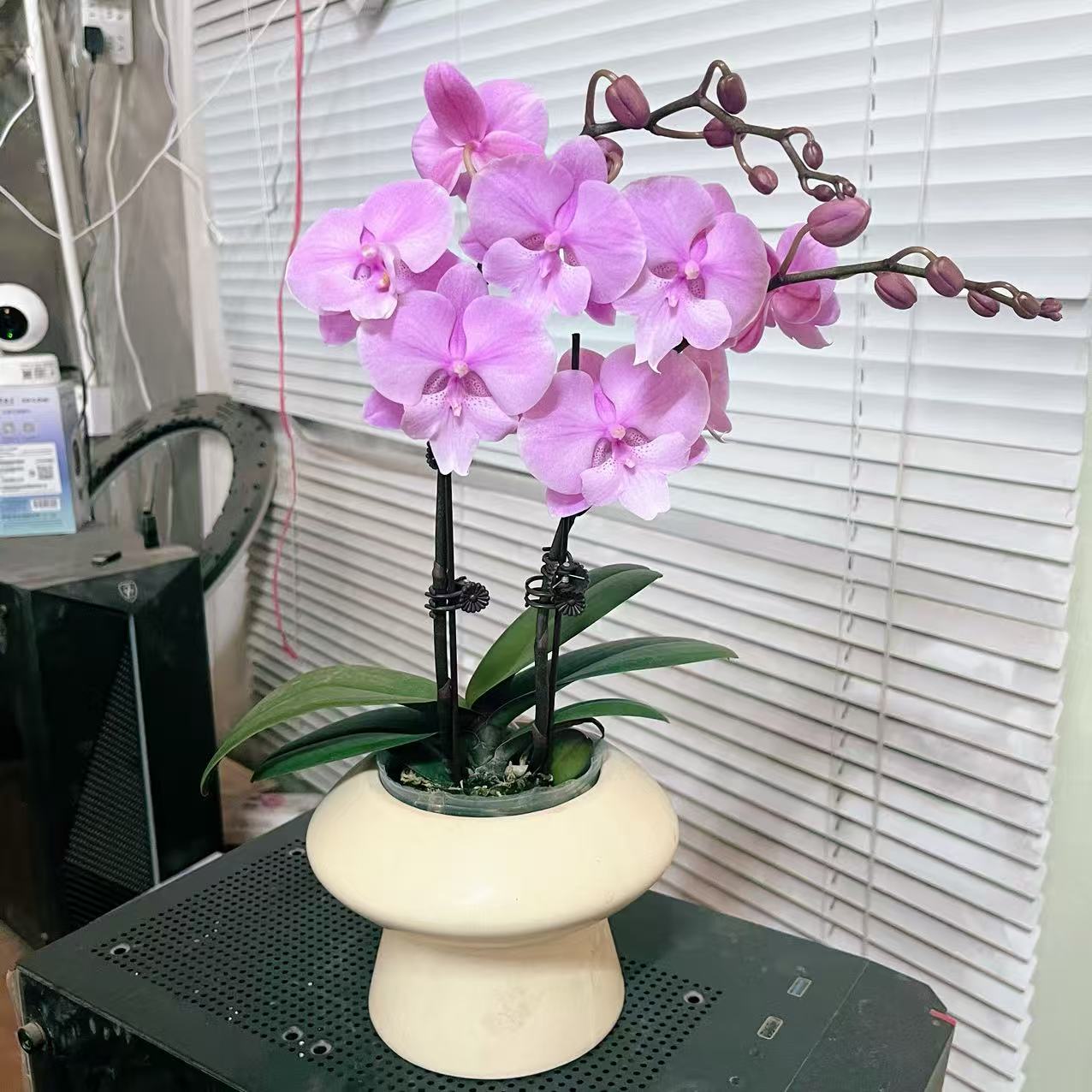 精品蝴蝶兰【禹城王子】双花剑 欧品室内花 好养懒人 广州基地直发