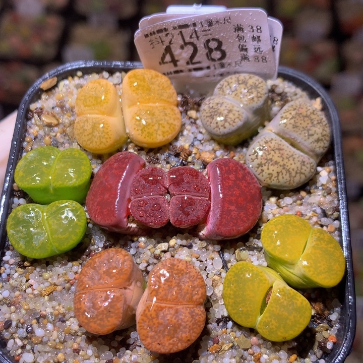 精品生石花214.428