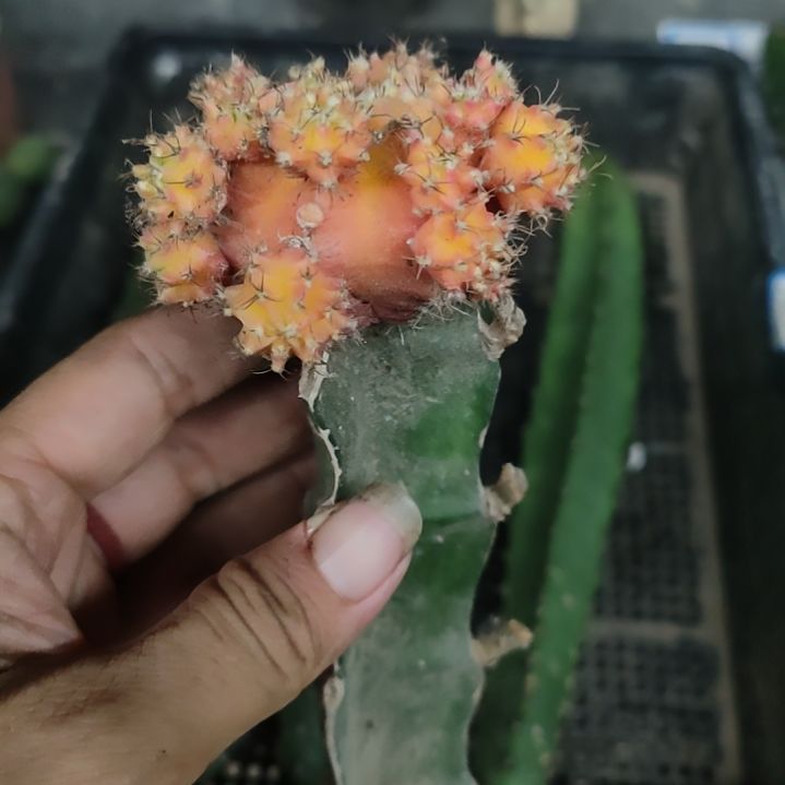 仙人球彩牡丹特价