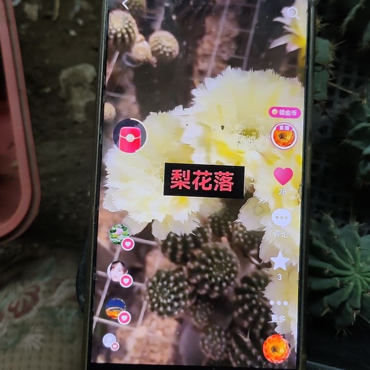 仙人球彩草梨花落侧芽福利
