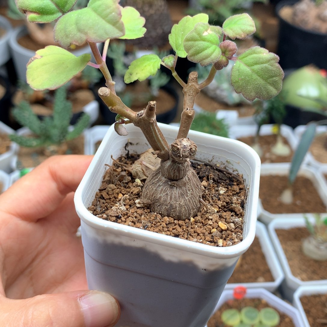 爱氏延命草多肉带盆