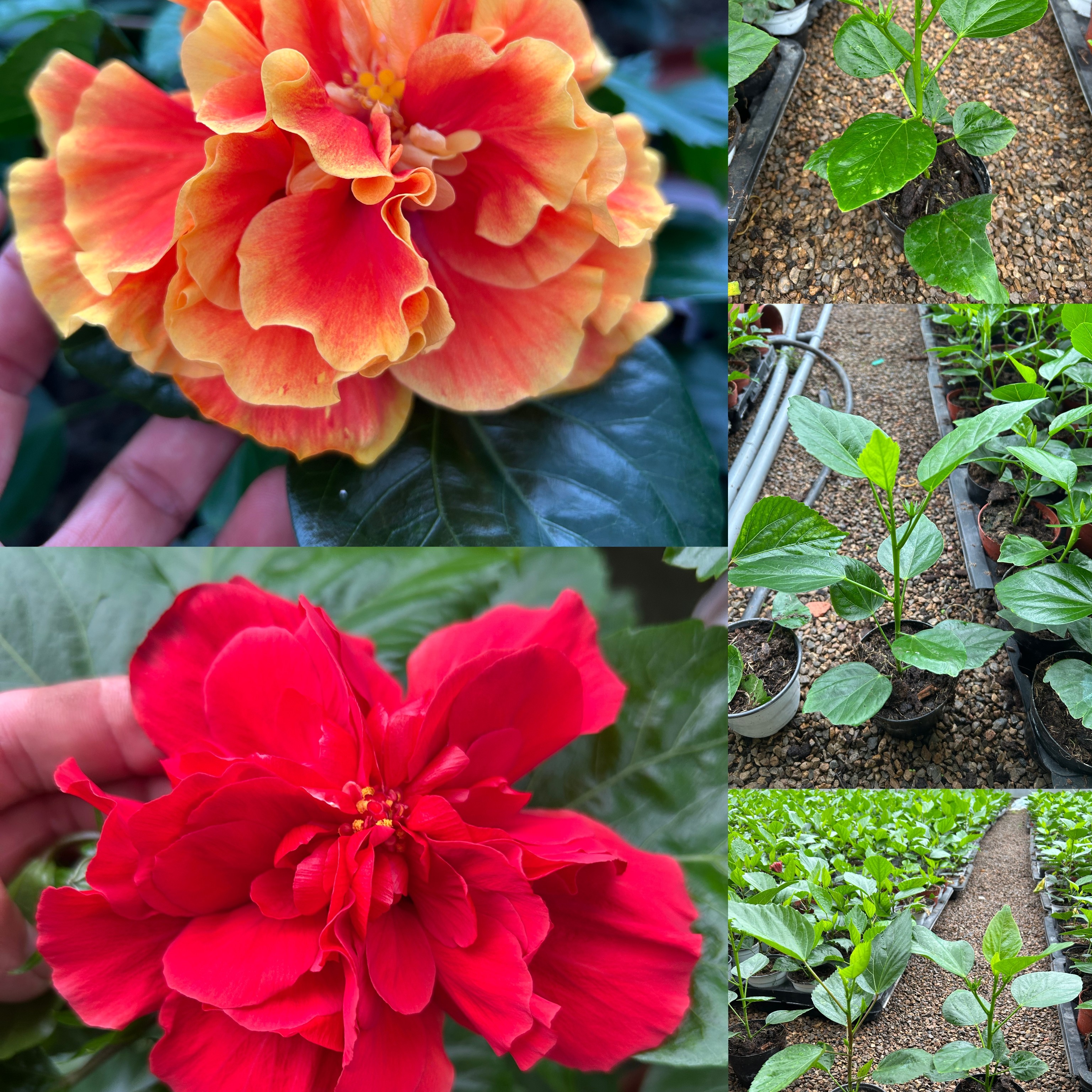 丹麦木槿小苗17号链接10厘米盆径重瓣大红加阿波罗四季开花好养活