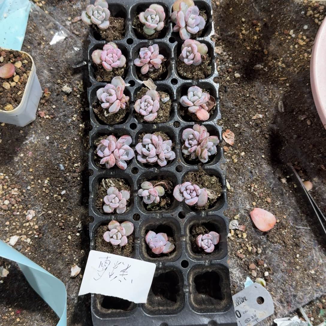 雪糕福利5颗没售后