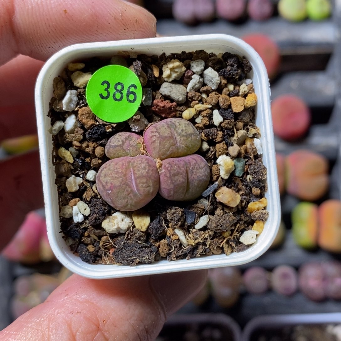小***杳专拍漂亮多肉植物386