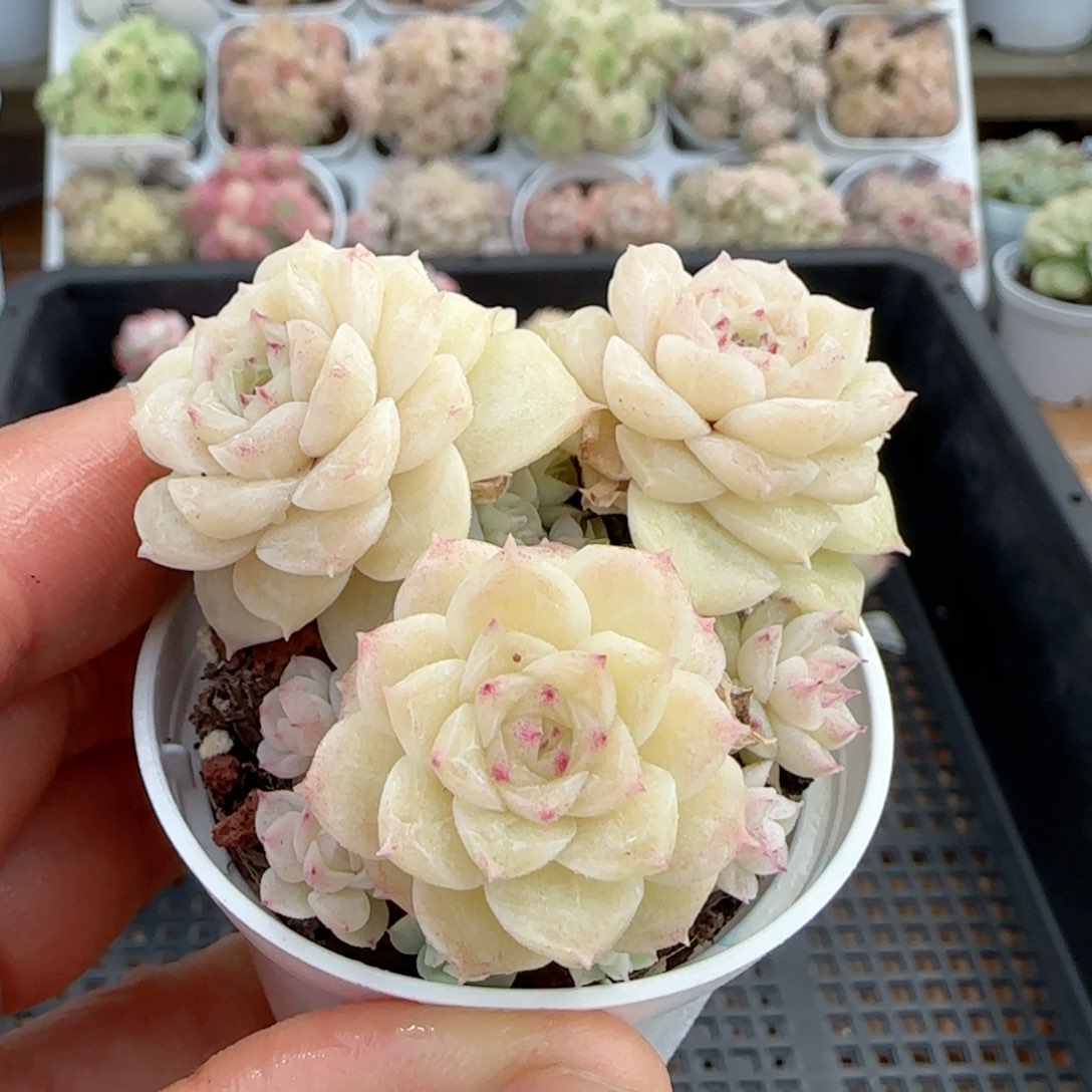 维*【闪购商品】0206-10（意宁-2）