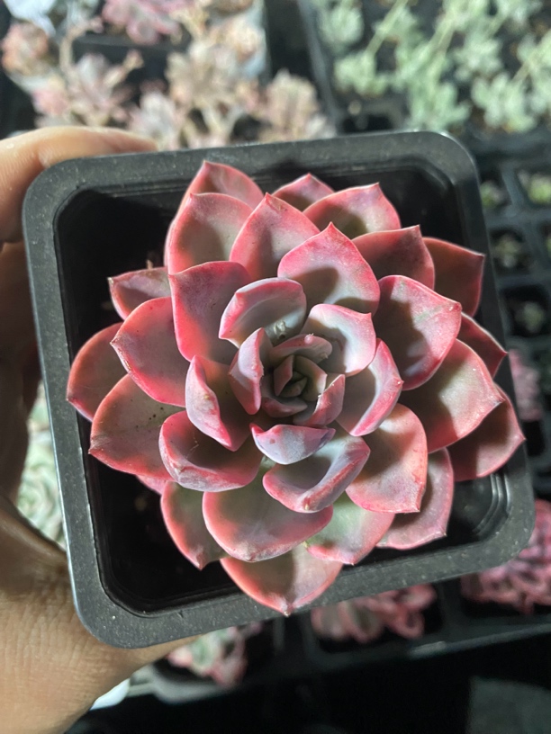 多肉植物  格林粉锦