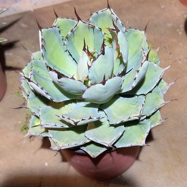 满38包邮2天凑单，脱土晾根发货多肉植物