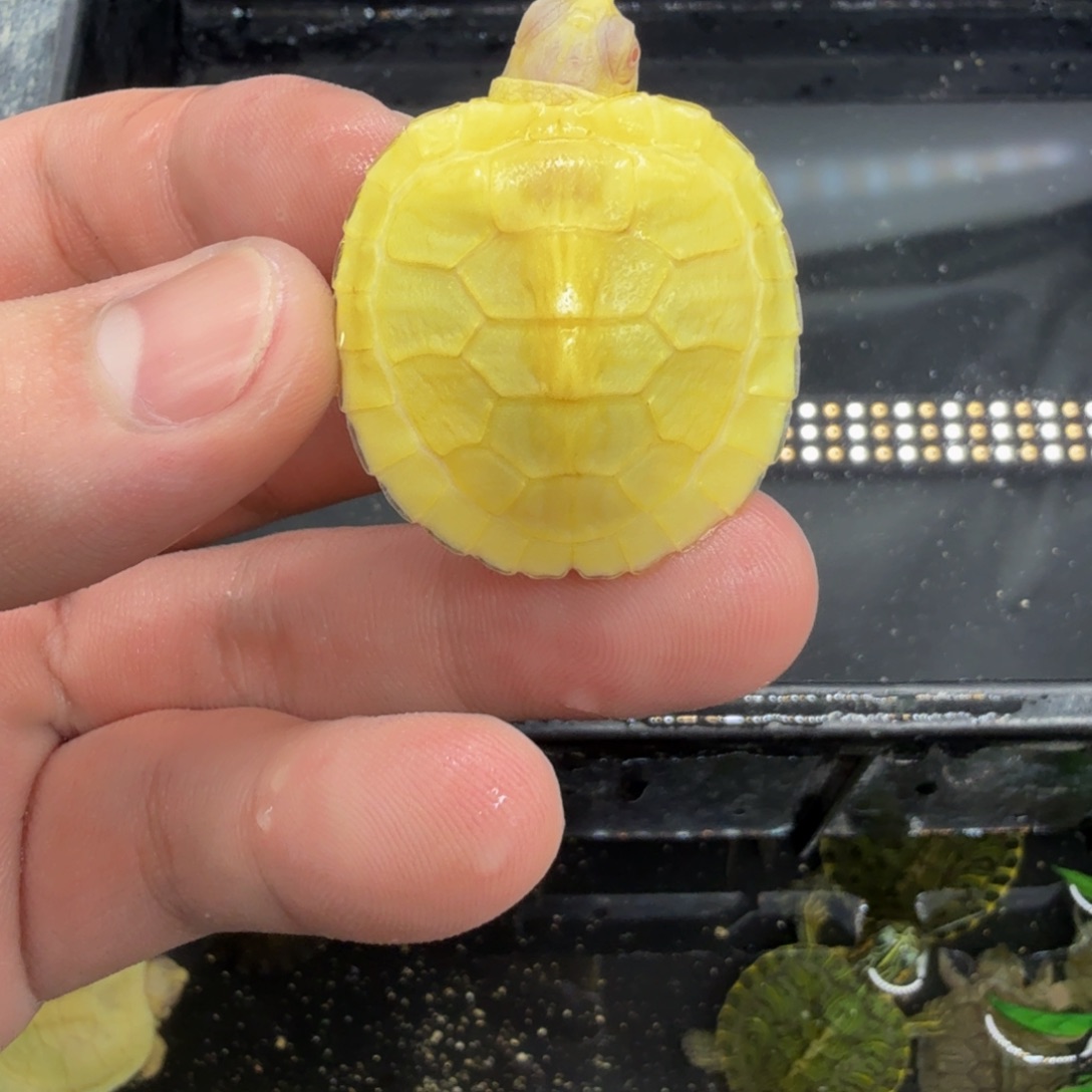 不分公母宠物龟白巴