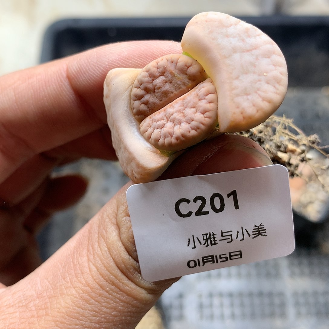 C201多肉植物保护