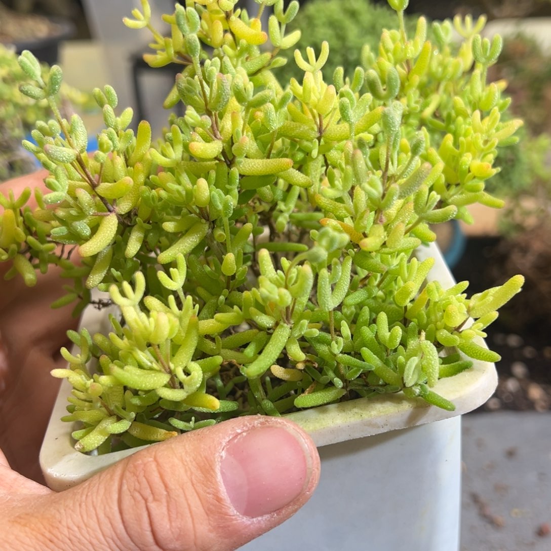 糖球奶油覆伦锦10白方老桩
