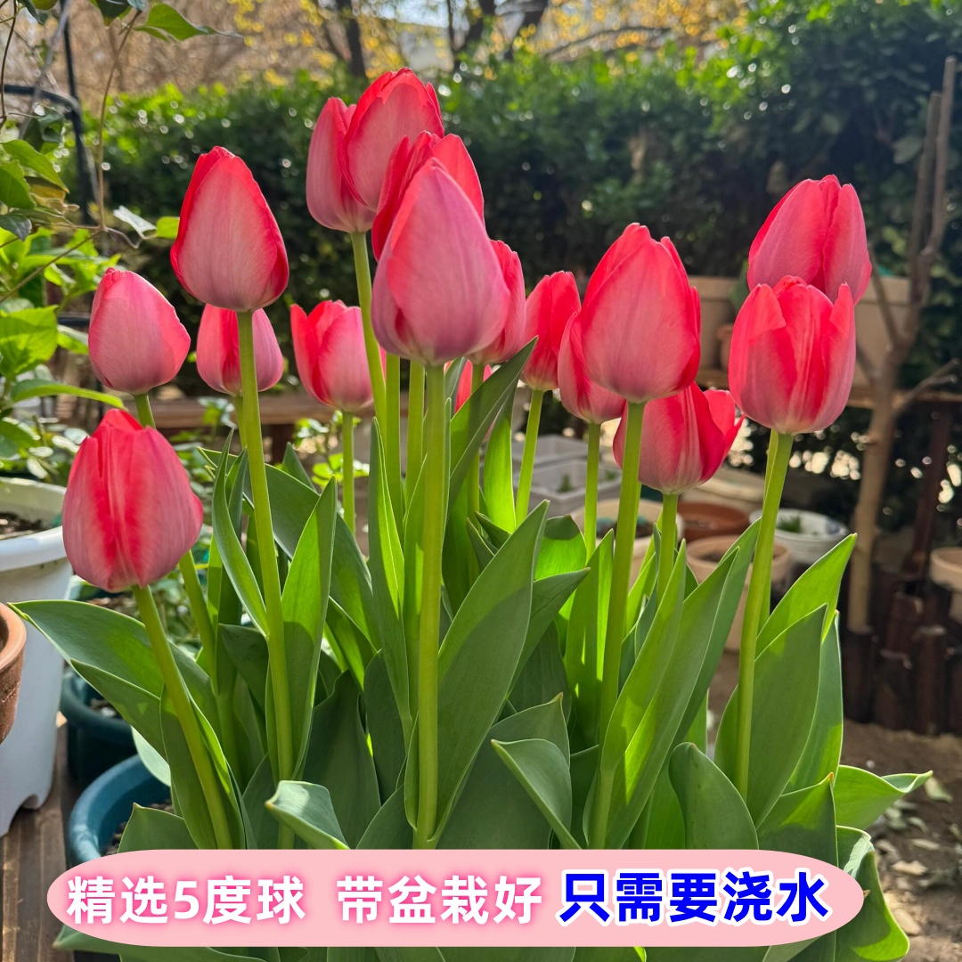 【土培套装栽好5度球】进口郁金香种球5度阳台盆栽重瓣耐寒庭院地栽