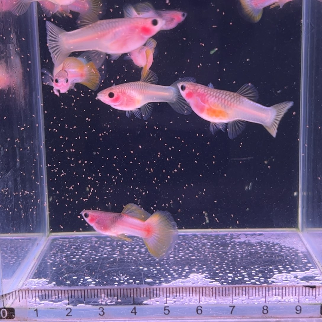 孔雀鱼粉猫3对所见即所得