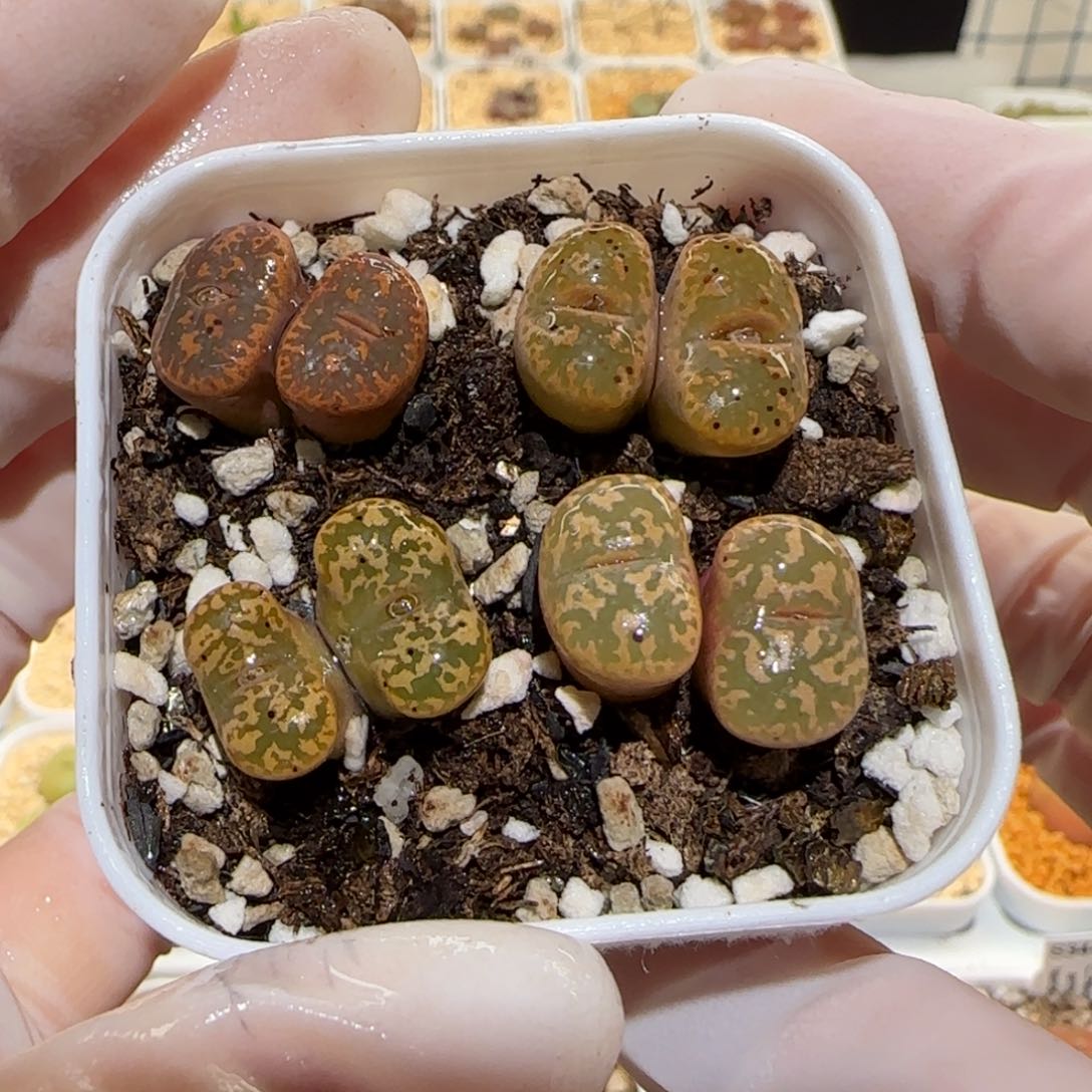 肉锥多肉植物百科3-勋章89