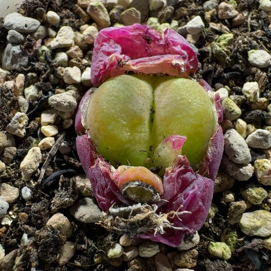 3168。水蜜桃一颗