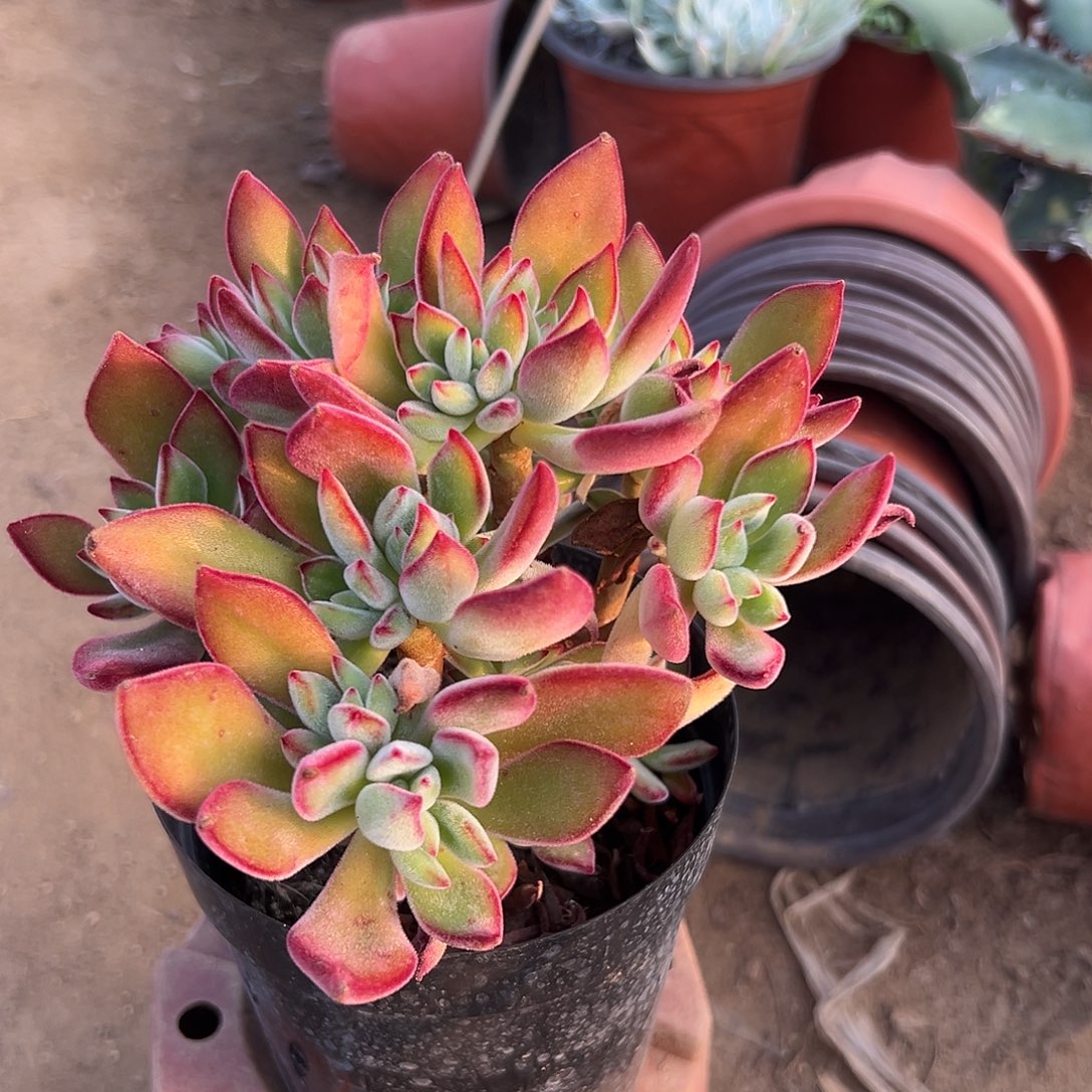 多肉植物锦晃星群