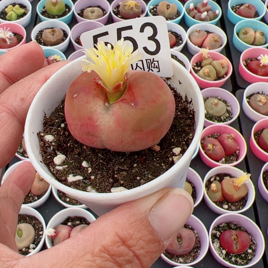 无花朵颖我很喜欢这个J553