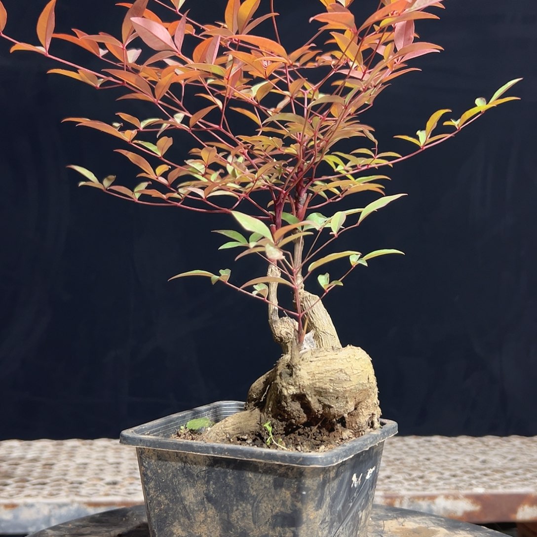 不开花植物A444444444