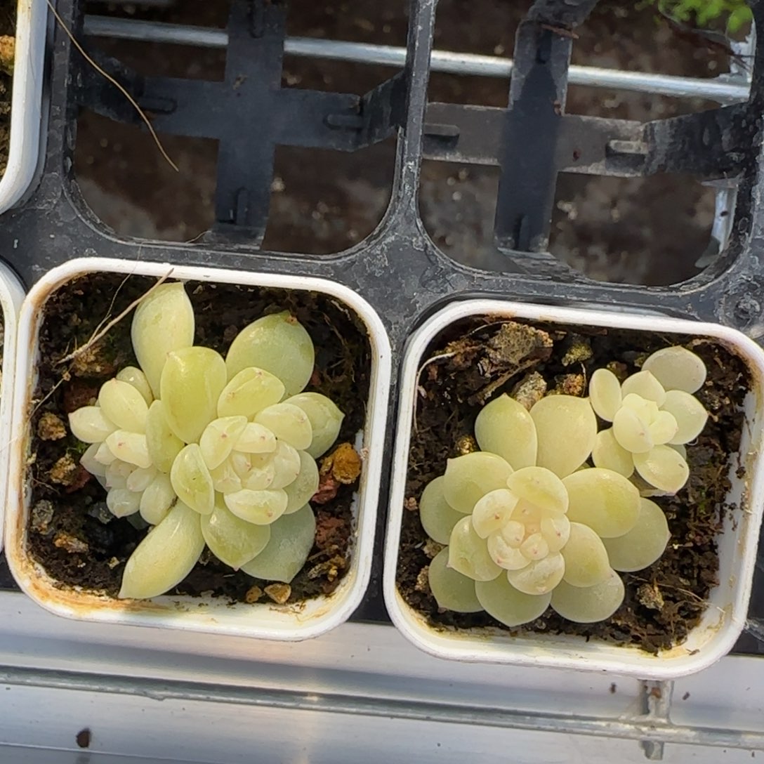 绿荫双头盆1床一个满25包邮