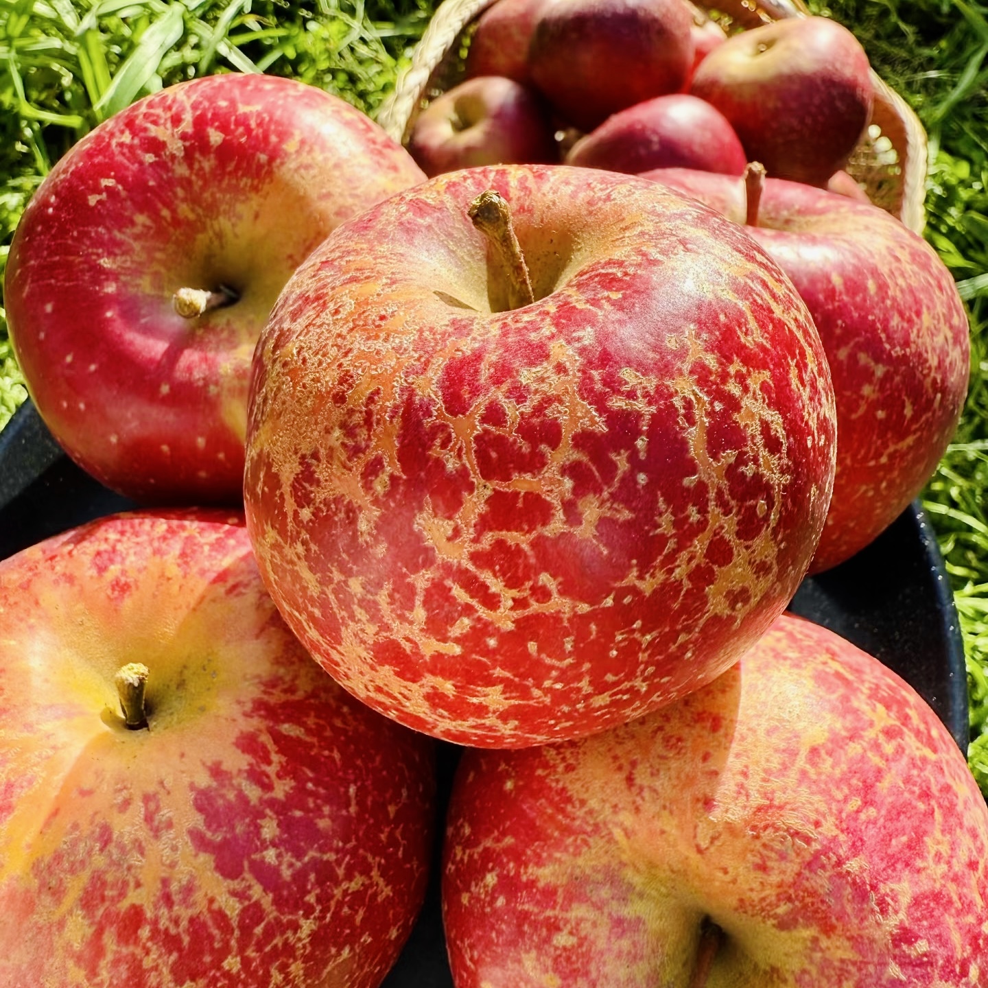 四川大凉山丑苹果新鲜现摘脆甜多汁冰糖心