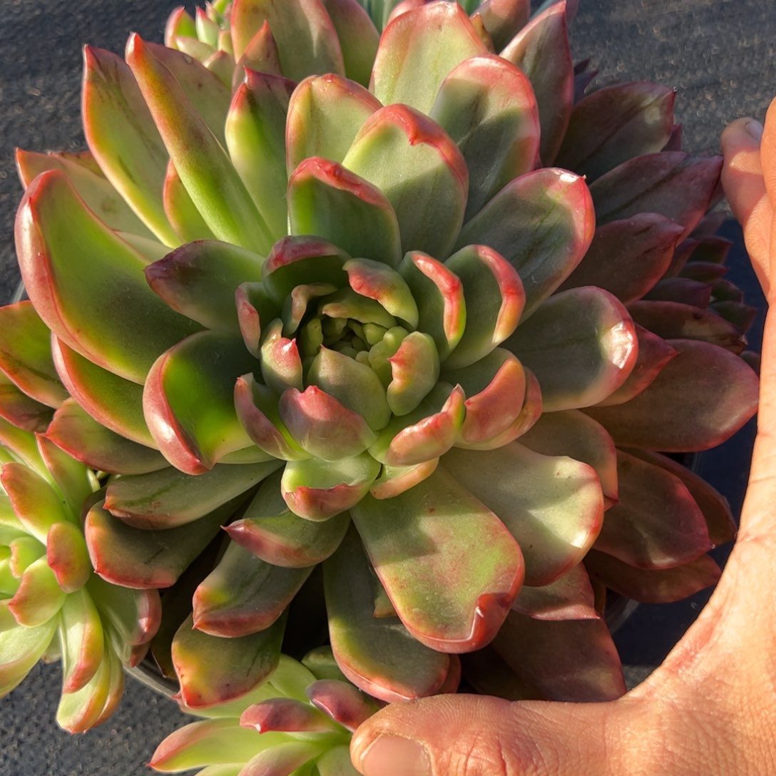 『****弗兰克锦多肉多肉植物68