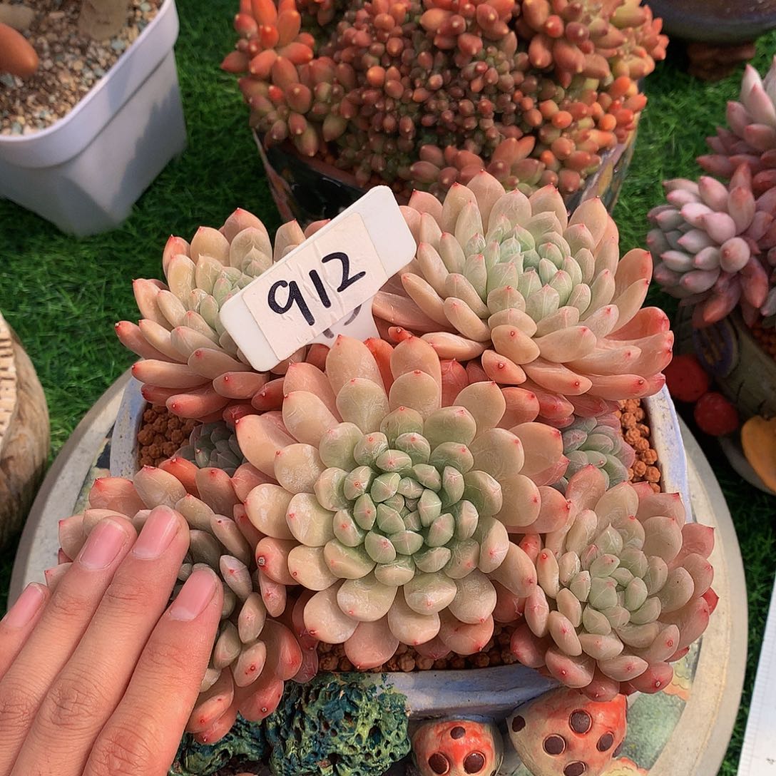 影**源百达菲读肉植物yuwuwys