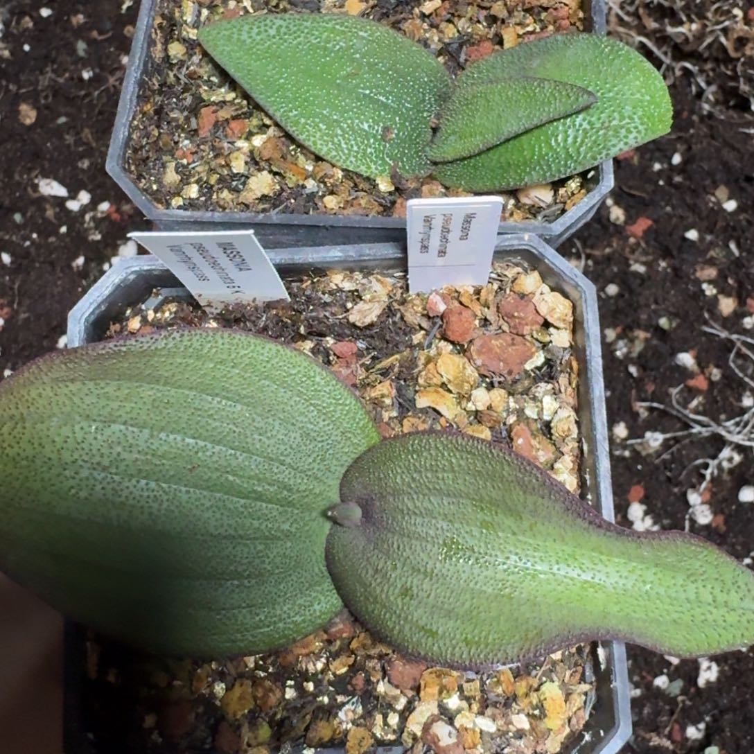 不知名镜子一物一拍多肉植物