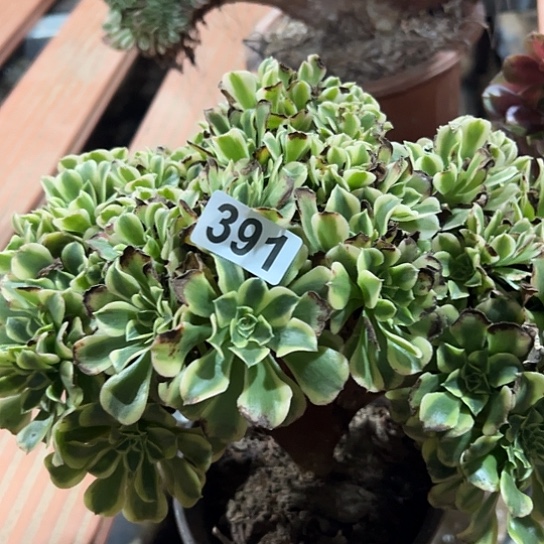 人***往多肉植物一个有伤绿豆沙