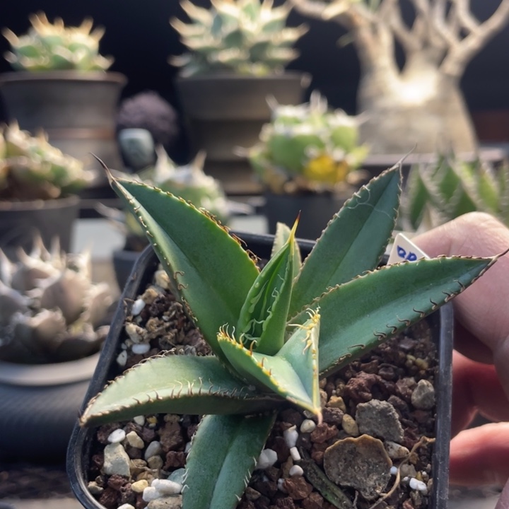 【闪购商品】吸血鬼