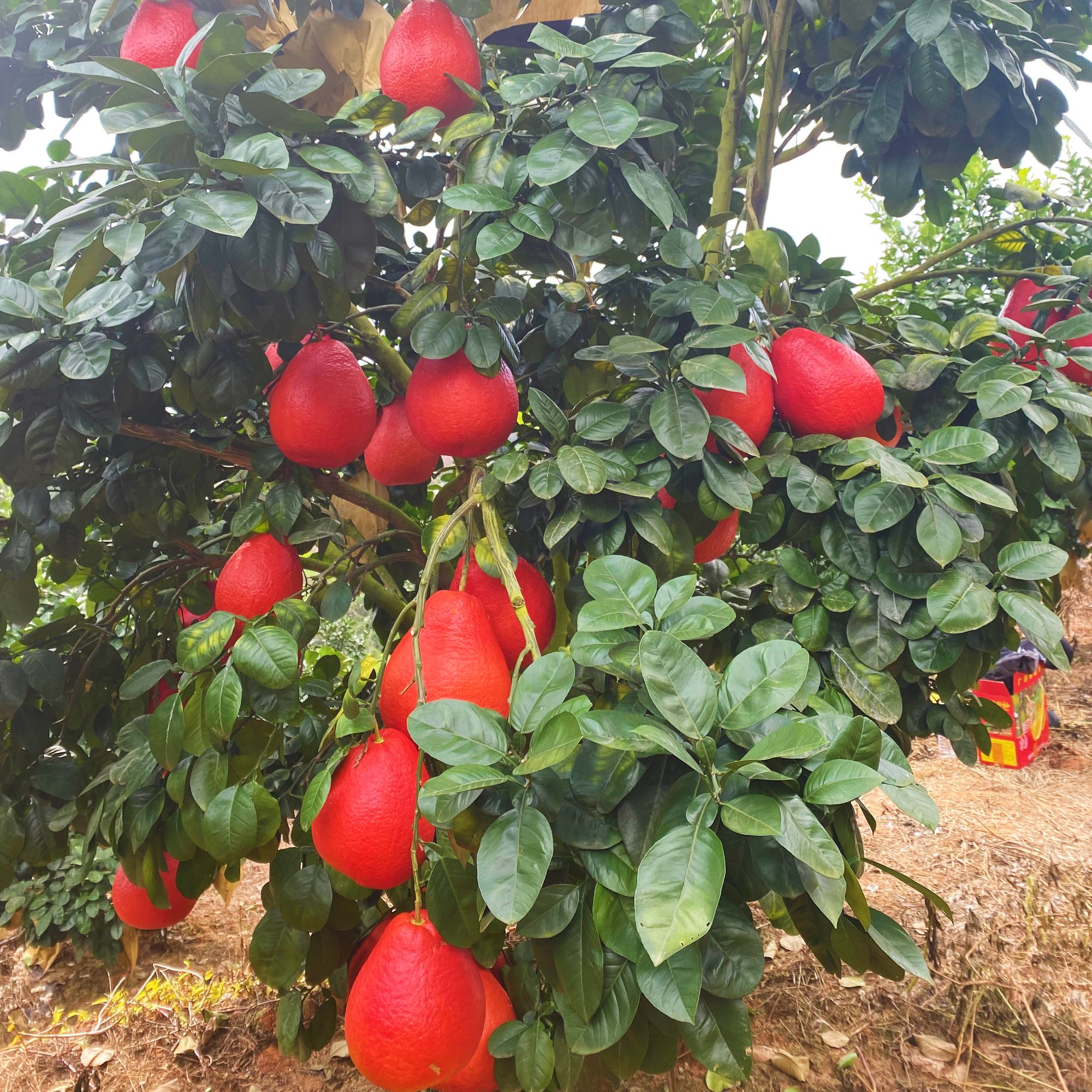 【2年泥球苗】家庭必备稀有品种泰国暹罗红柚树苗南北方四季种植