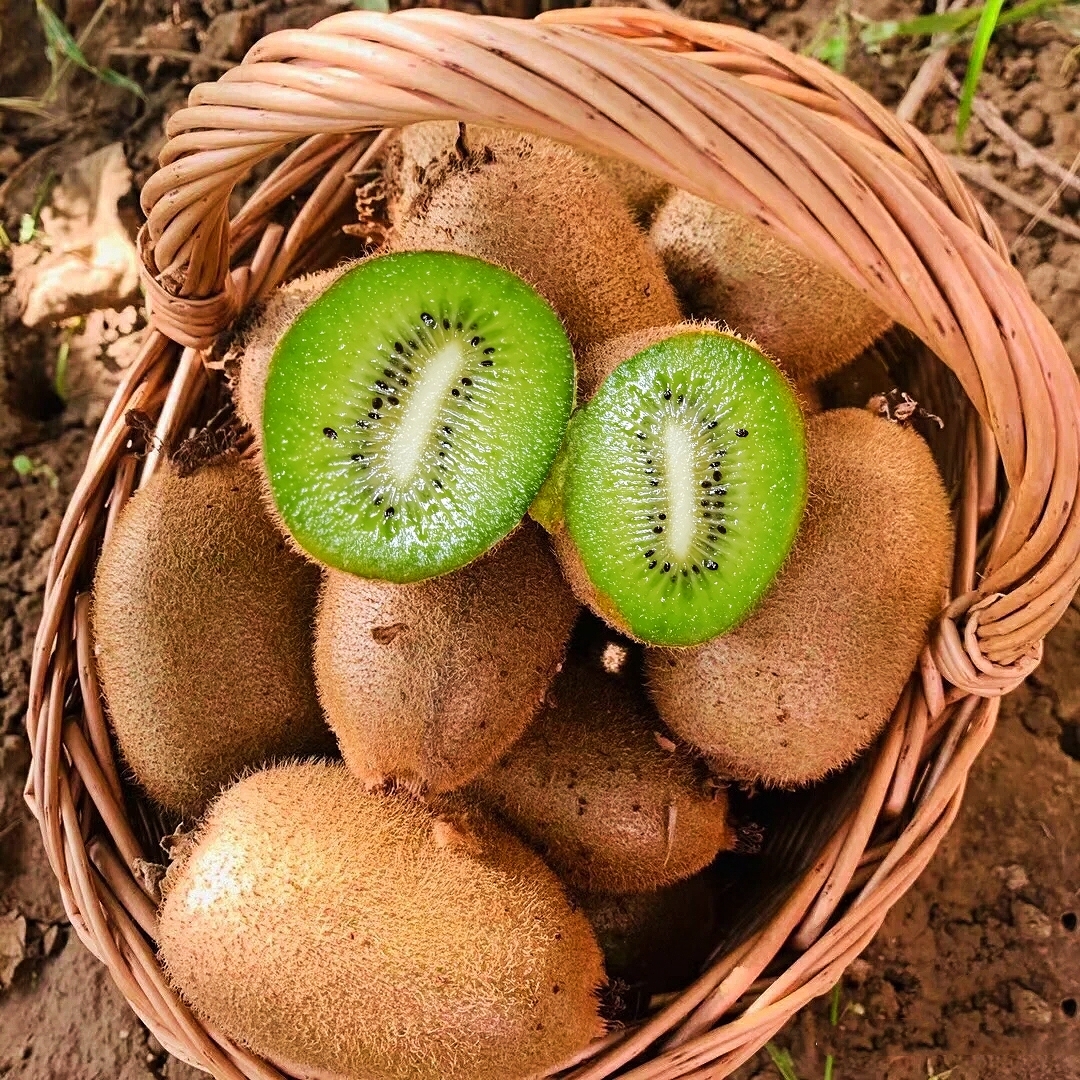 【催熟放软吃】正宗陕西翠香猕猴桃秦岭北麓种植香甜多汁