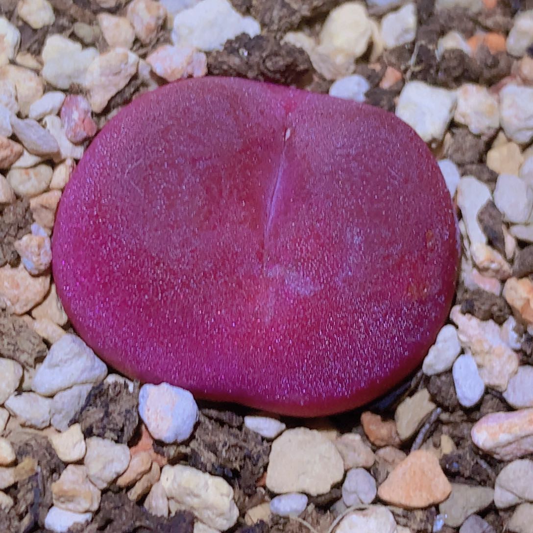 478888888888888888888885