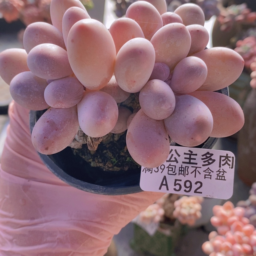 肥汤圆8cm592多肉植物
