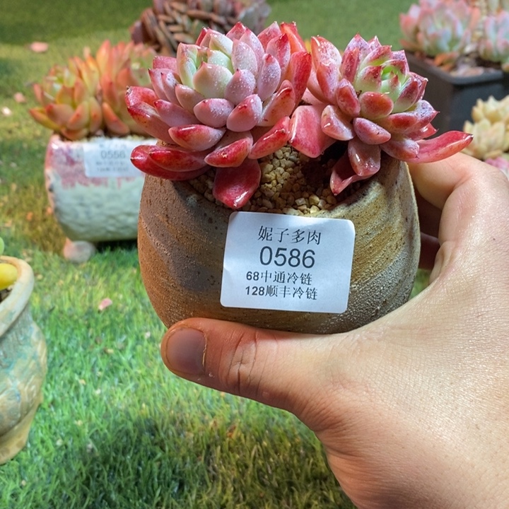 0586啊啊啊啊啊啊啊啊啊啊