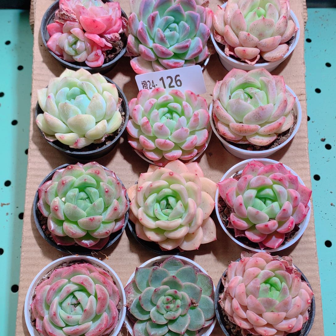 24-126一物一拍带盆18颗