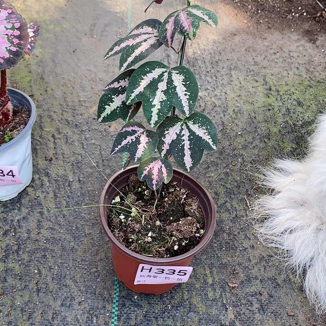 不开花植物小****?秋海棠335叶损