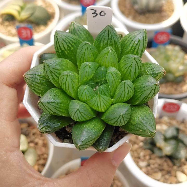 30号实生玉露一物一拍带盆土发货